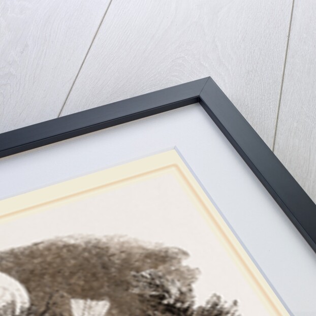 Snow-Birds by Anonymous