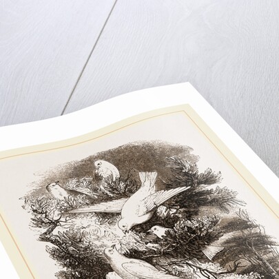 Snow-Birds by Anonymous