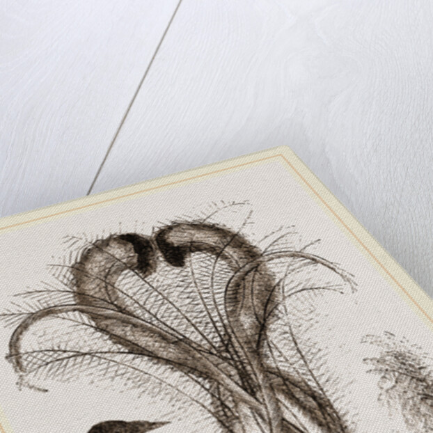 Lyre-Bird by Anonymous