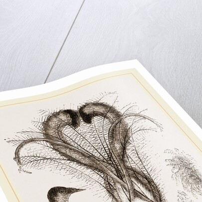 Lyre-Bird by Anonymous