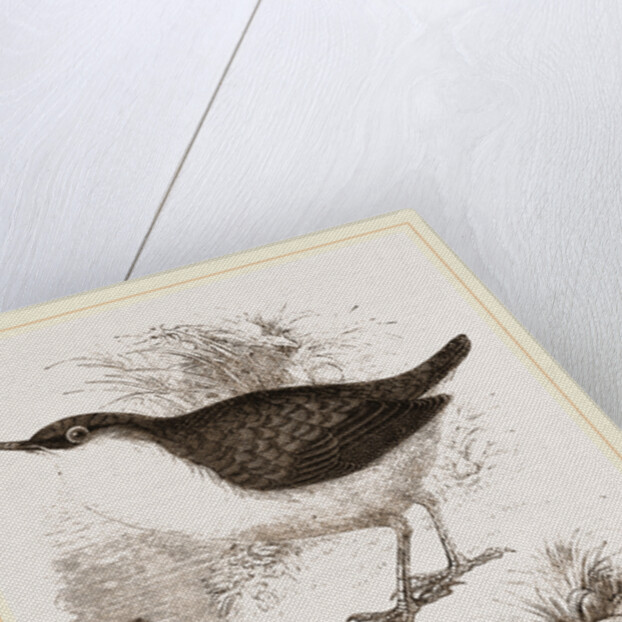 Water-Ouzels by Anonymous