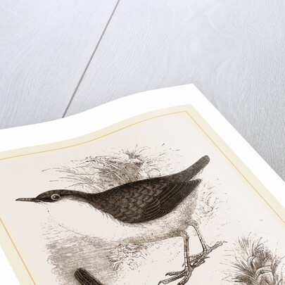 Water-Ouzels by Anonymous