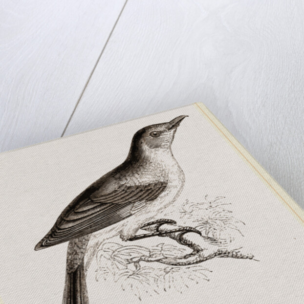 Mocking Bird by Anonymous