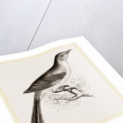 Mocking Bird by Anonymous