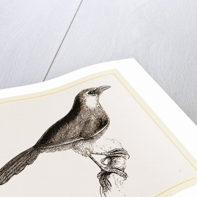 Chestnut-capped Timalia by Anonymous