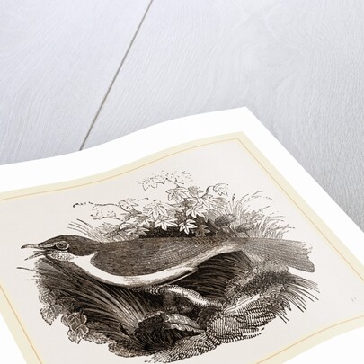 Mocking-Bird by Anonymous