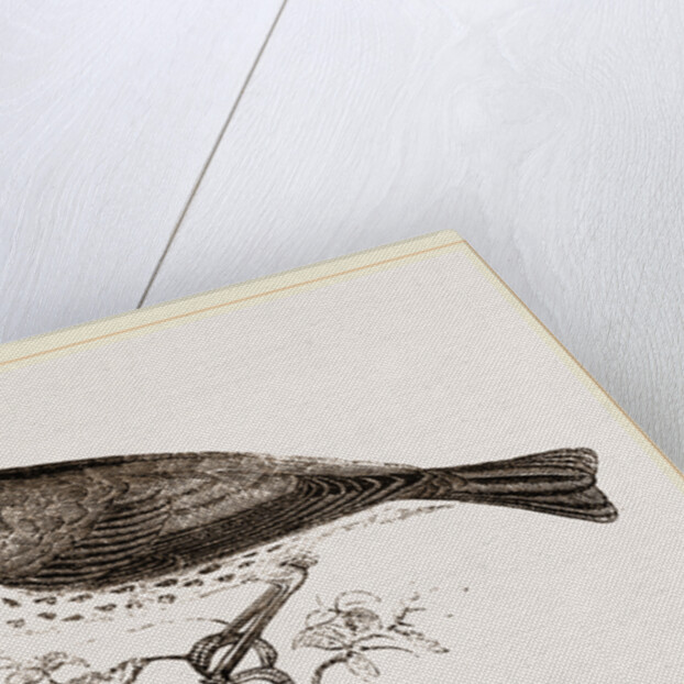 Wood-Thrush by Anonymous