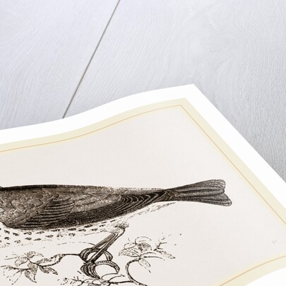 Wood-Thrush by Anonymous