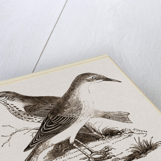 Hermit-Thrush by Anonymous