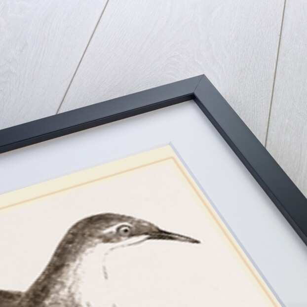 Hermit-Thrush by Anonymous