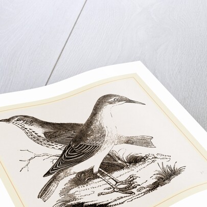 Hermit-Thrush by Anonymous