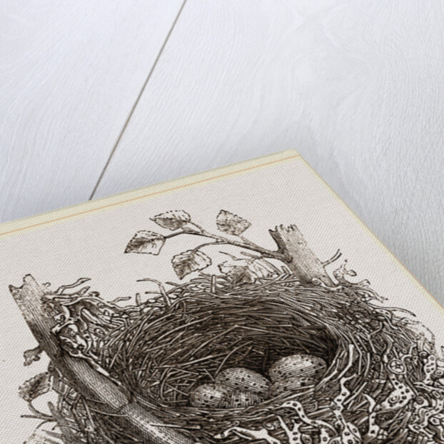 Nest of Mistle Thrush by Anonymous