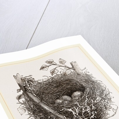 Nest of Mistle Thrush by Anonymous