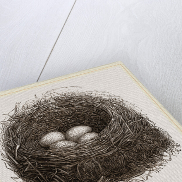Nest of Blackbird by Anonymous