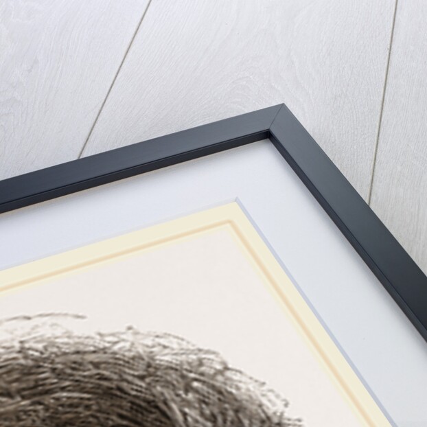 Nest of Blackbird by Anonymous