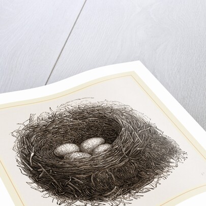 Nest of Blackbird by Anonymous