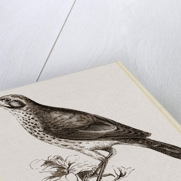 Ground scraping Thrush by Anonymous