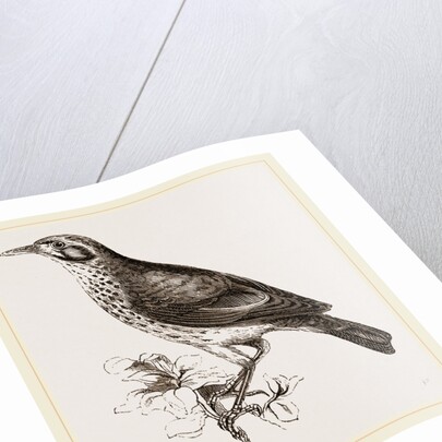 Ground scraping Thrush by Anonymous