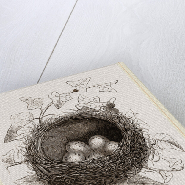 Nest of Song-Thrush by Anonymous