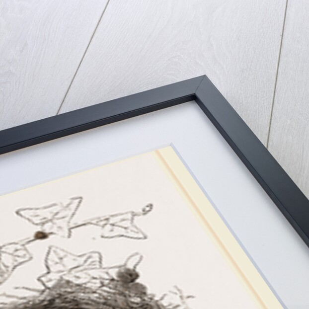 Nest of Song-Thrush by Anonymous