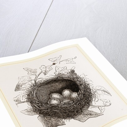 Nest of Song-Thrush by Anonymous