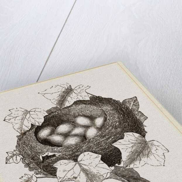 Nest of Golden-Crested Wren by Anonymous