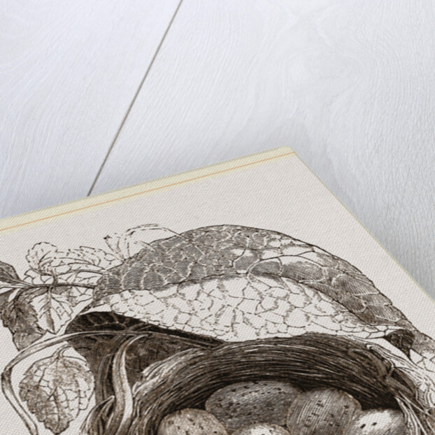 Nest of Redbreast by Anonymous