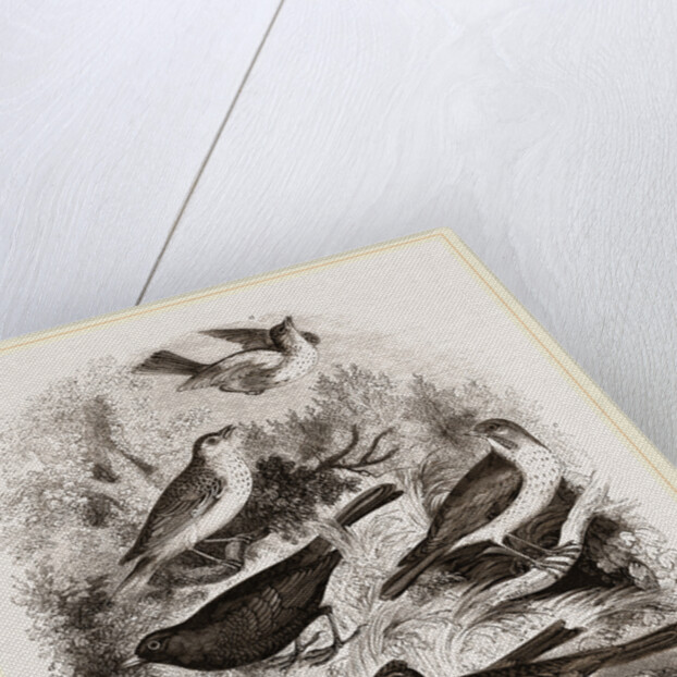 Group of British Birds by Anonymous