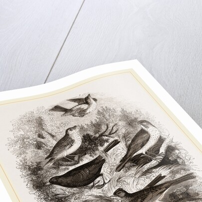 Group of British Birds by Anonymous