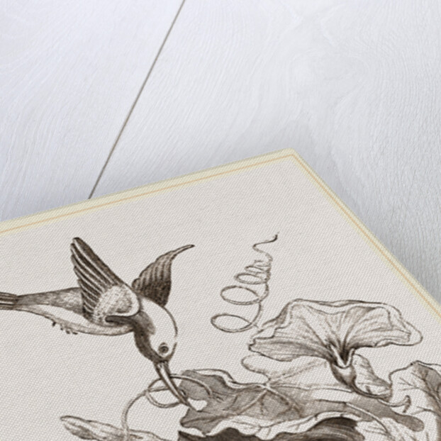 Female Tailor-Bird and Nest by Anonymous