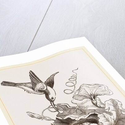 Female Tailor-Bird and Nest by Anonymous