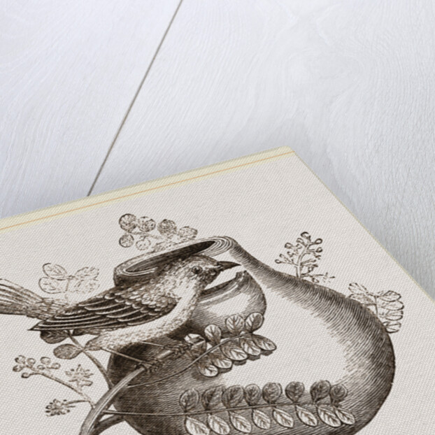 Nest of Pine-pine by Anonymous