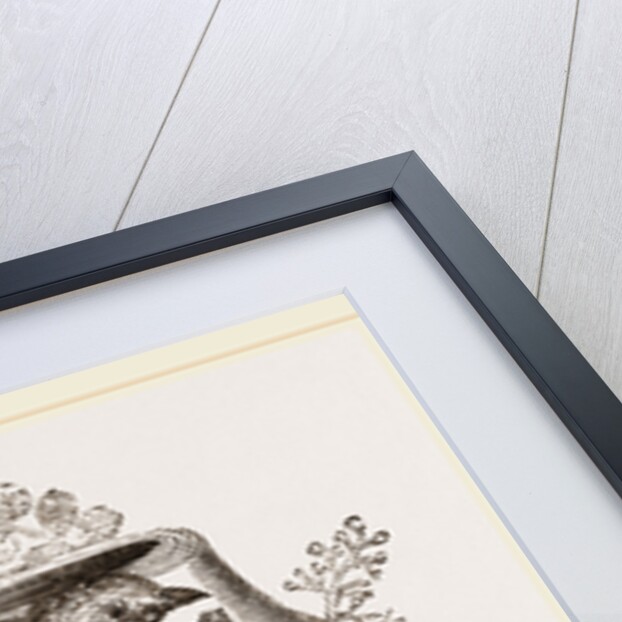 Nest of Pine-pine by Anonymous