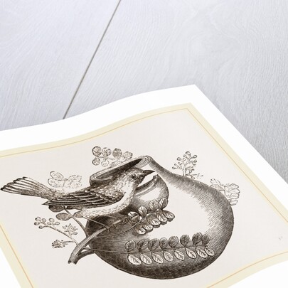 Nest of Pine-pine by Anonymous