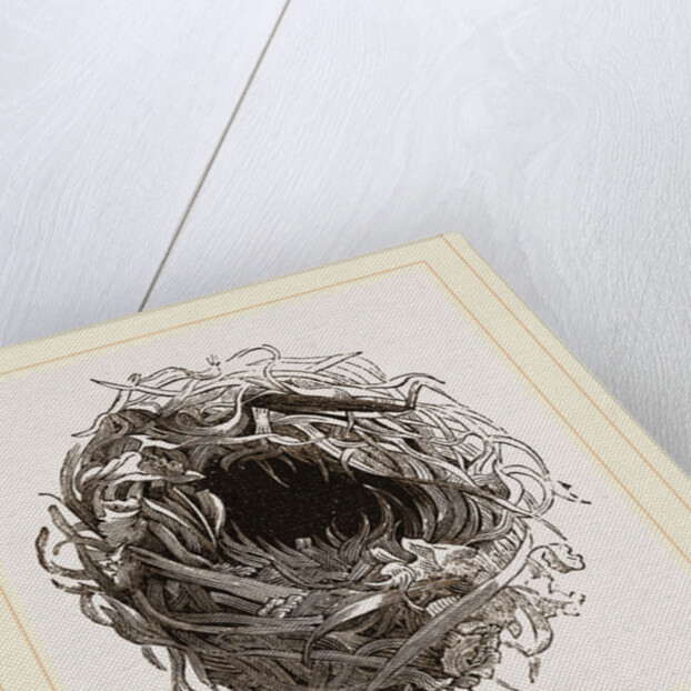Nest of Yellow Wren by Anonymous