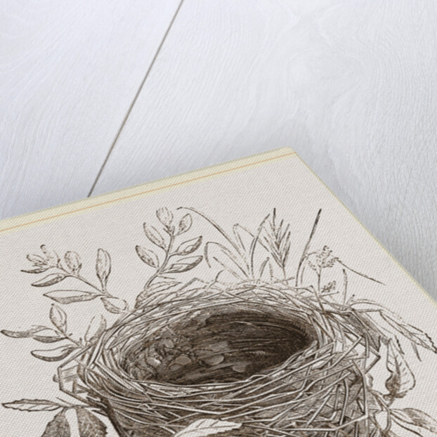 Nest of Sedge-Warbler by Anonymous