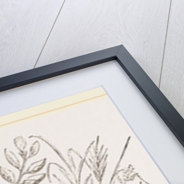 Nest of Sedge-Warbler by Anonymous