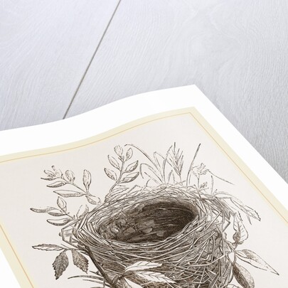Nest of Sedge-Warbler by Anonymous