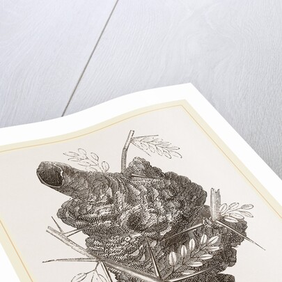 Nest of Pine-pine by Anonymous