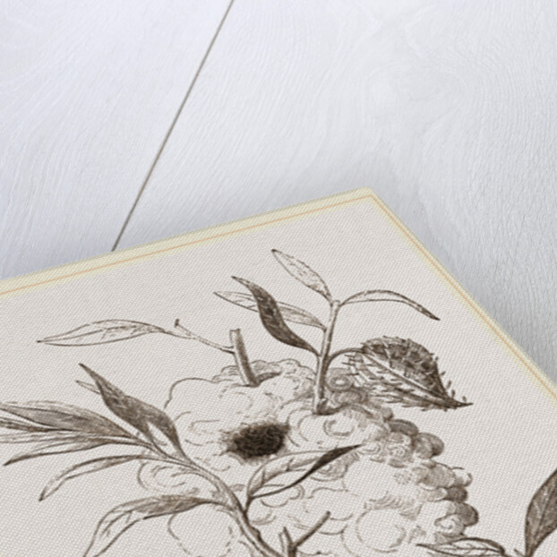 Nest of Capocier by Anonymous