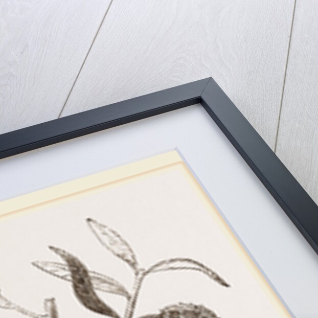 Nest of Capocier by Anonymous