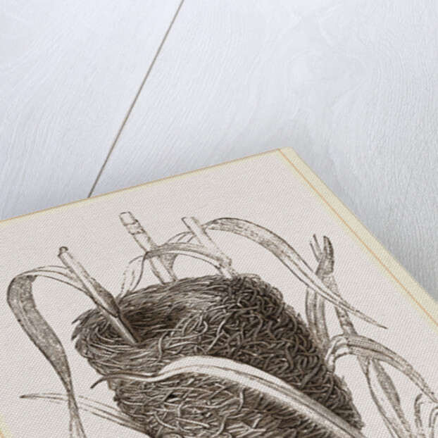 Nest attributed to Reed-Bunting by Anonymous