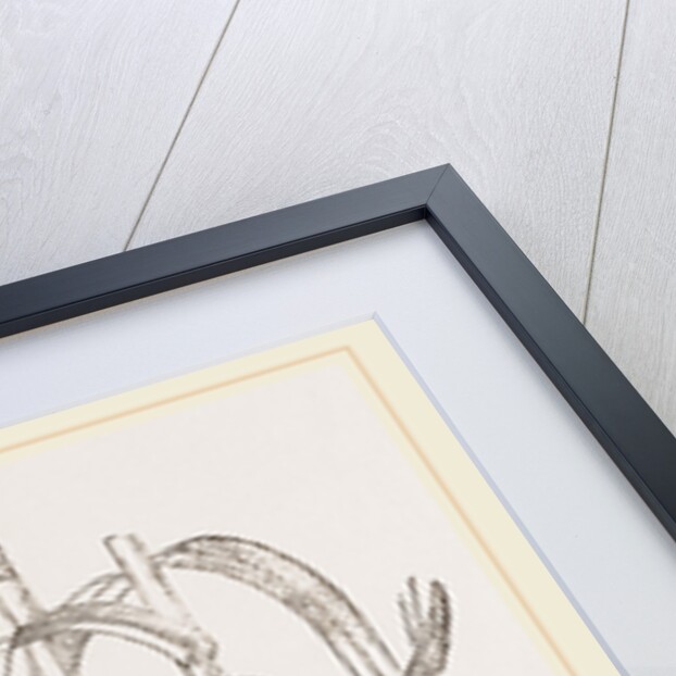 Nest attributed to Reed-Bunting by Anonymous