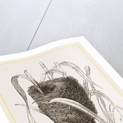 Nest attributed to Reed-Bunting by Anonymous