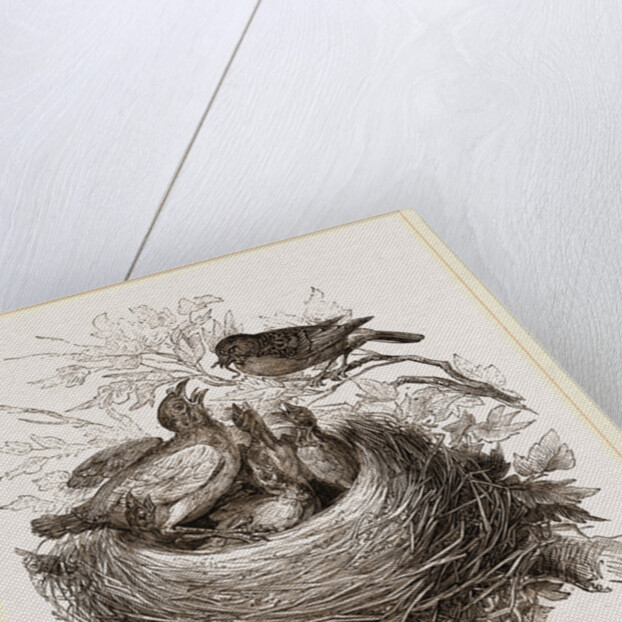 Hedge-Sparrows and Cuckoo by Anonymous