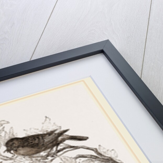 Hedge-Sparrows and Cuckoo by Anonymous
