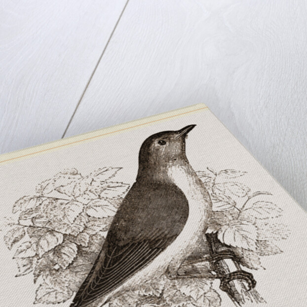 Garden Warbler by Anonymous
