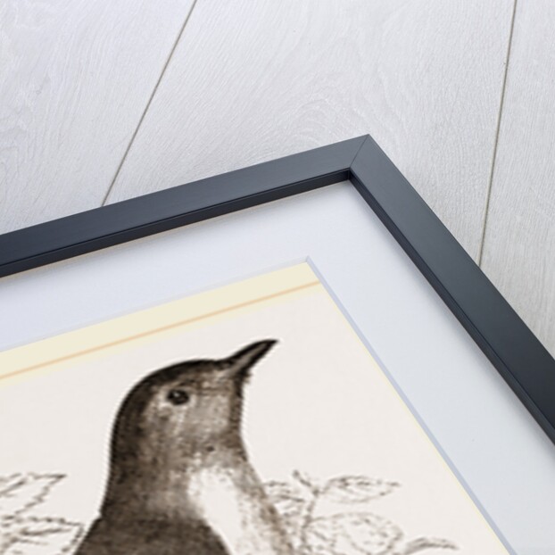 Garden Warbler by Anonymous