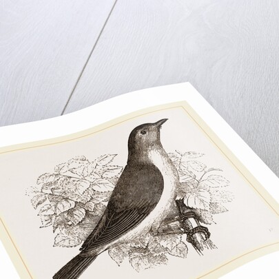 Garden Warbler by Anonymous