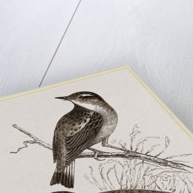 Whinchats by Anonymous